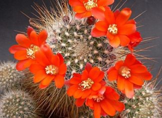 The Elusive Five: Ornamental Trees with a Floral Conundrum