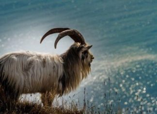 The 5 Chinese Zodiac Signs Blessed by the Gods: Fortunate and Noble