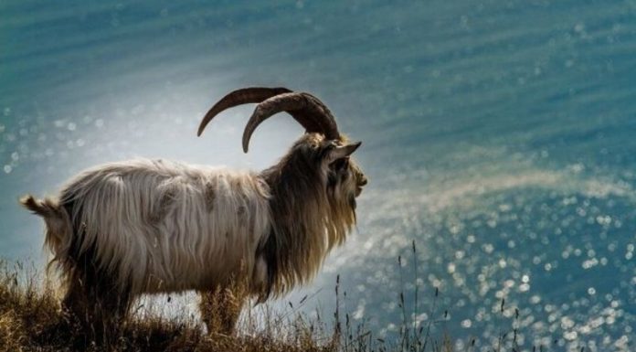 The 5 Chinese Zodiac Signs Blessed by the Gods: Fortunate and Noble