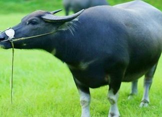 5 Zodiac Animals That Will Encounter Bad Luck in the Tân Sửu Year of 2021