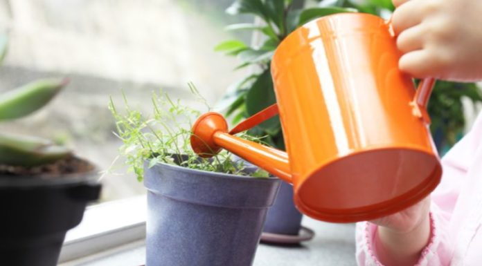 The Magic of Baking Soda: 5 Amazing Uses for Your Garden