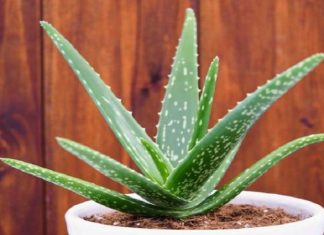 5 Skin-Restoring Ingredients to Rescue Sun-Damaged Skin