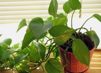 The 5 Lucky Plants That Thrive Anywhere