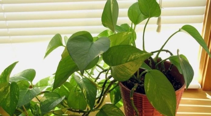 The 5 Lucky Plants That Thrive Anywhere