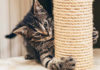 5 Tips to Protect Your Furniture from Your Cat’s Claws