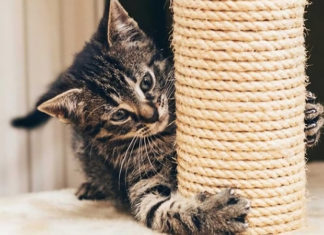 5 Tips to Protect Your Furniture from Your Cat’s Claws
