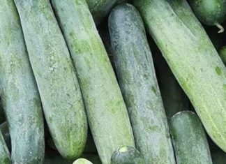 5 Simple Ways to Detect if a Cucumber Has Been Chemically Treated