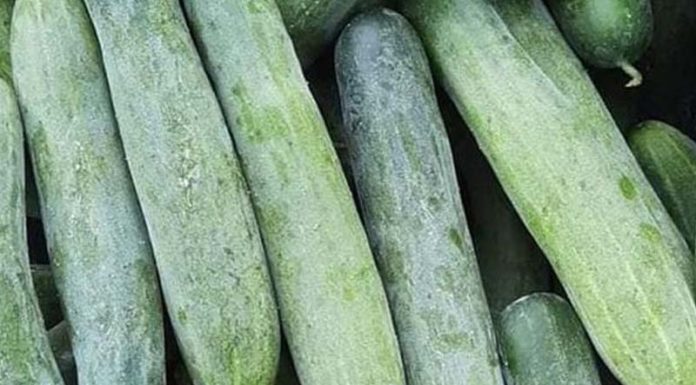 5 Simple Ways to Detect if a Cucumber Has Been Chemically Treated