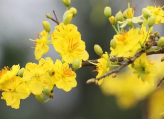 55+ Creative Ways to Wish Your Boss a Happy Lunar New Year in 2024