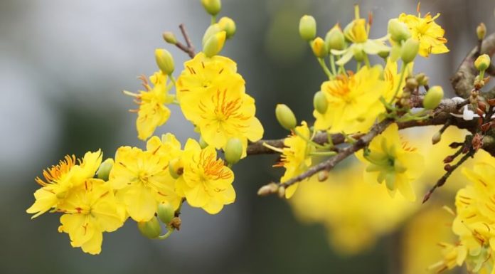 55+ Creative Ways to Wish Your Boss a Happy Lunar New Year in 2024