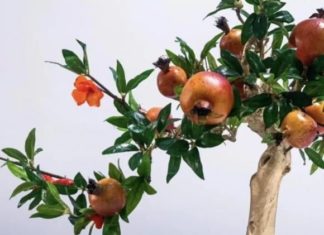 “3 Fruit Seeds to Treasure: A Guide to Growing Your Own ‘Gold Mine’”