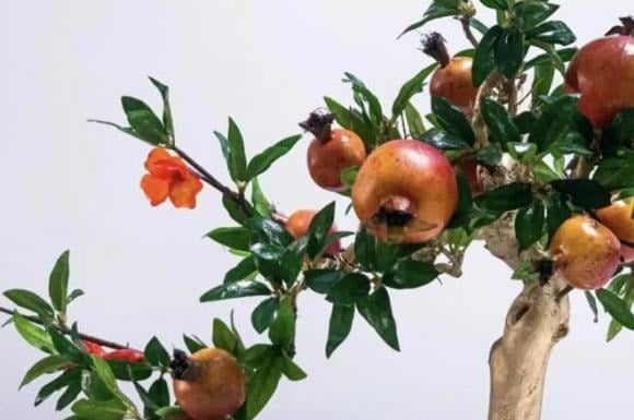 “3 Fruit Seeds to Treasure: A Guide to Growing Your Own ‘Gold Mine’”