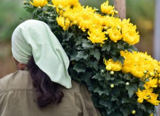 The Top 6 Flowers to Offer on the Occasion of the Tao God Festival