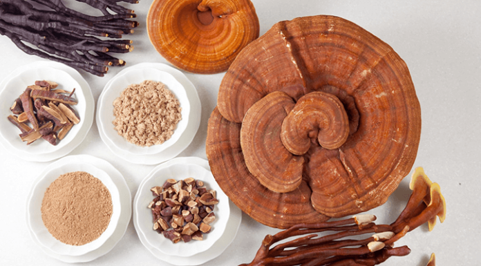 6 Medicinal Mushrooms for Cancer Patients