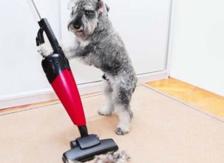 6 Ingenious Ways to Remove Pet Hair from Clothes and Furniture