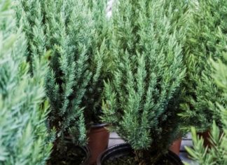 6 Creative Ways to Recycle Your Christmas Tree and Branches