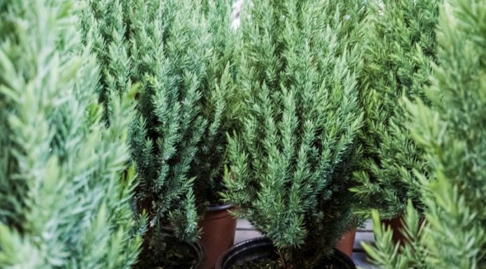 6 Creative Ways to Recycle Your Christmas Tree and Branches