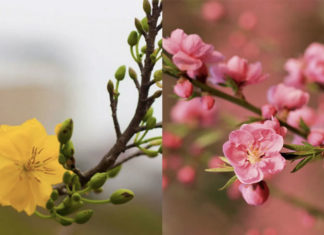 7 Creative Ways to Arrange Flowers This Lunar New Year to Bring Good Fortune to Your Home