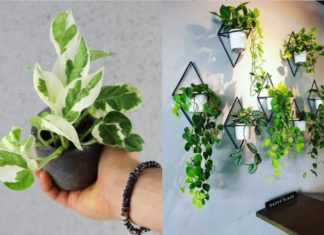 Work from Home? These 7 Air-Purifying Plants Absorb Computer Radiation