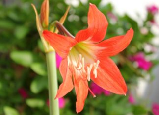 7 Types of Houseplants You Should Avoid, Especially If You Have Young Children