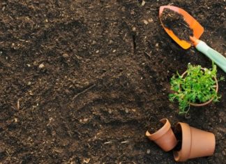 7 Mistakes to Avoid When Growing Houseplants