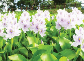 9 Delicious and Nutritious Foods for Your Pet Fish