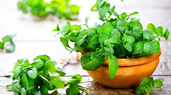 The Magic of Mint: A Guide to Choosing the Right Mint and Distinguishing it from Basil