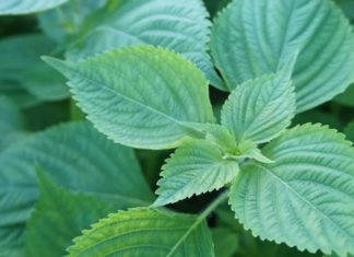 The Herby Mistake: Why 90% of Vietnamese Mistake This Pricy Herb for Purple Perilla Leaves