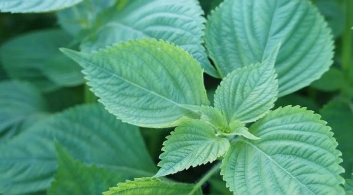 The Herby Mistake: Why 90% of Vietnamese Mistake This Pricy Herb for Purple Perilla Leaves