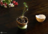 The Surprising Benefits of Egg Shells