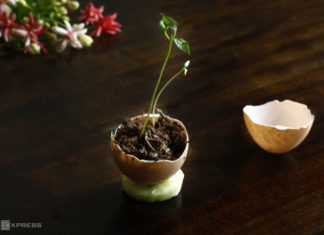 The Surprising Benefits of Egg Shells