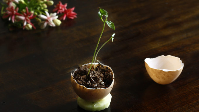 The Surprising Benefits of Egg Shells