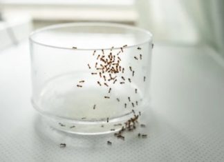 4 Natural and Effective Ant-Extermination Tips