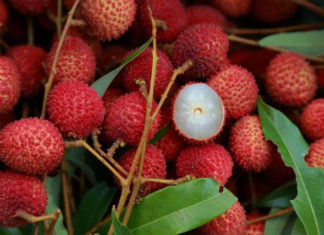 Should You Buy Larger or Smaller Fruits When Purchasing Fabric?