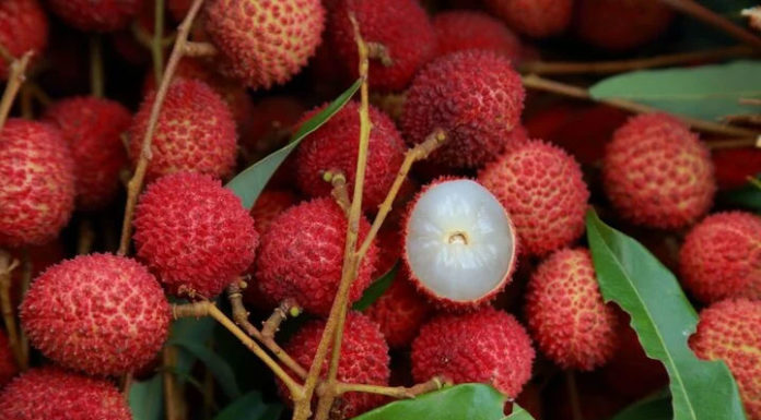 Should You Buy Larger or Smaller Fruits When Purchasing Fabric?