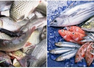 What’s the Better Catch: Freshwater or Seafood?