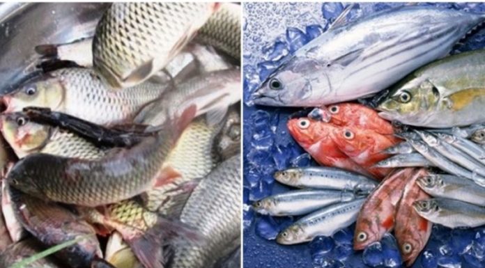 What’s the Better Catch: Freshwater or Seafood?