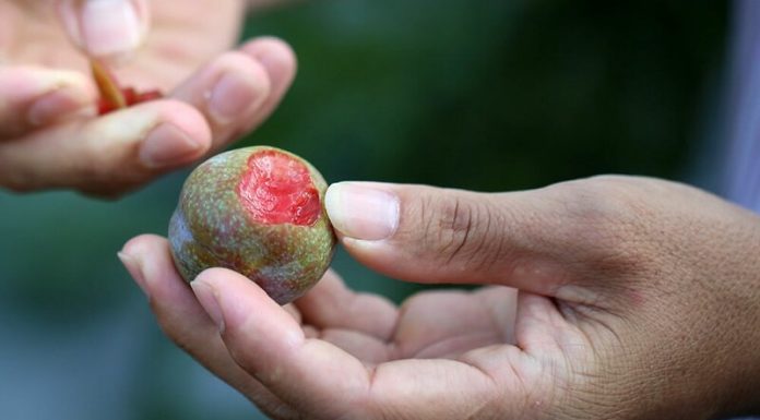 Is Eating Late-Season Plums Good for You? What Are the Benefits of These Plums?