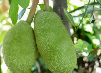 Does Eating Jackfruit Cause Acne? How to Enjoy Jackfruit Without Worrying About Breakouts or Internal Heat.