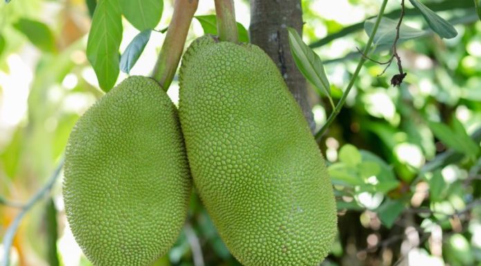 Does Eating Jackfruit Cause Acne? How to Enjoy Jackfruit Without Worrying About Breakouts or Internal Heat.