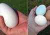 Is Goose Egg Better Than Chicken Egg?