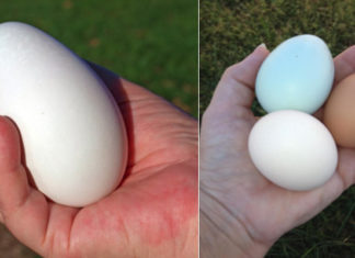 Is Goose Egg Better Than Chicken Egg?