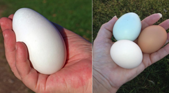Is Goose Egg Better Than Chicken Egg?