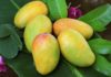 Does Eating Mangoes Cause Acne?