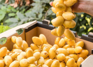 Is It Safe for Pregnant Women to Eat Dates? 8 Benefits of Dates for Expectant Mothers