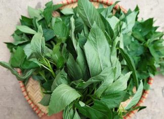 Is Purslane Safe for Pregnant Women? What Are the Benefits and Precautions?