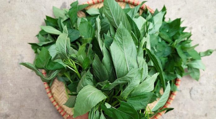 Is Purslane Safe for Pregnant Women? What Are the Benefits and Precautions?