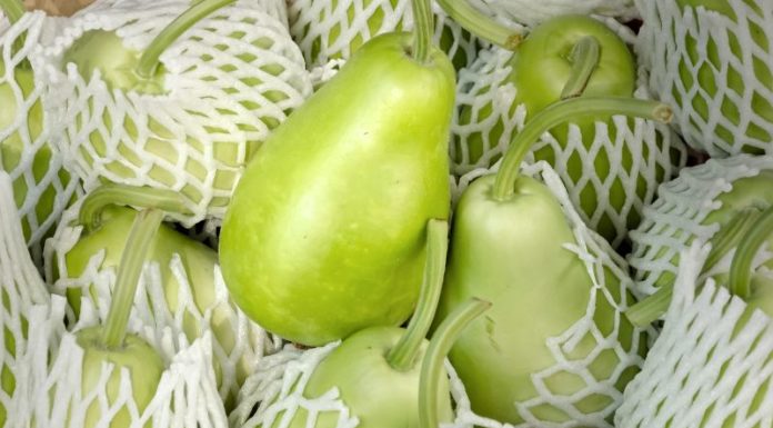 Is It Safe for Pregnant Women to Eat Chayote? Benefits of Eating This Vegetable During Pregnancy