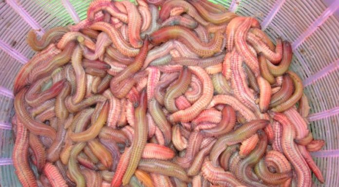 Is Rươi Safe for Pregnant Women to Eat? What You Need to Know About This Delicacy.