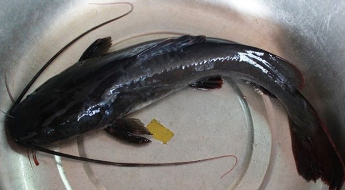 Is It Safe for Pregnant Women to Eat Catfish? Benefits of Eating Catfish During Pregnancy